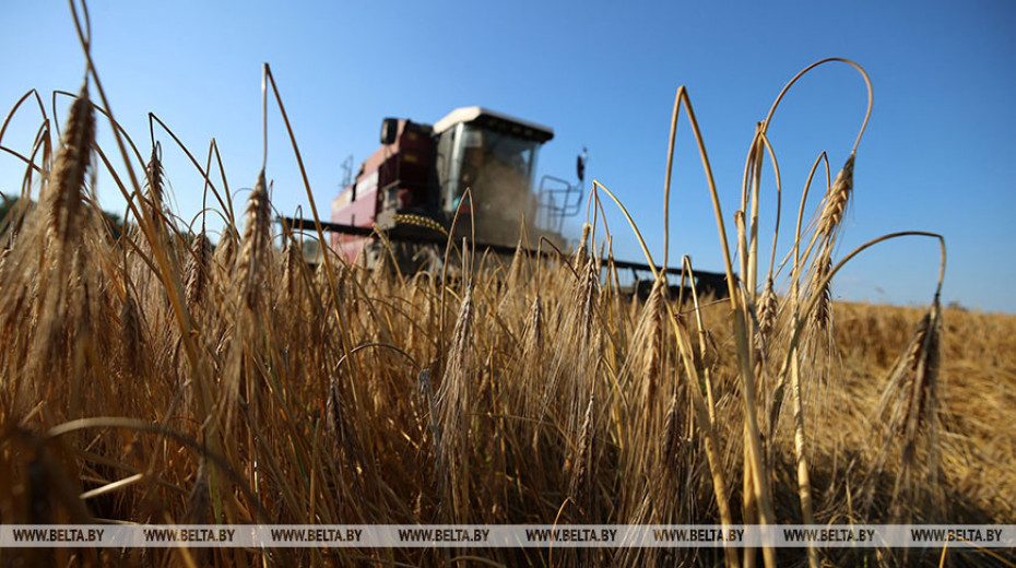 Belarusian farmers harvest over 883,000t of cereals