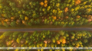 Более 100 км лесохозяйственных дорог построили организации Минлесхоза в 2020 году