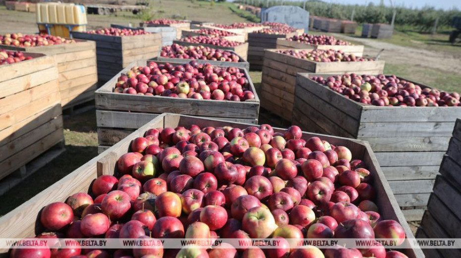 В Свислочском районе идет сбор урожая яблок