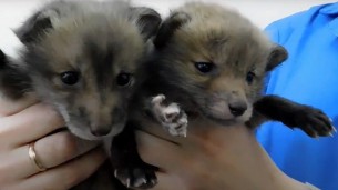 В Гродненском зоопарке поселились трое маленьких лисят-сирот